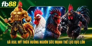 Gà Asil Mỹ Thừa Hưởng Nguồn Sức Mạnh Thể Lực Cực Lớn