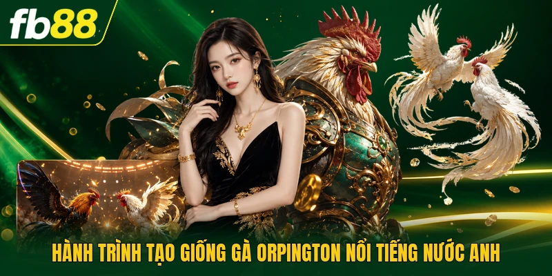 Gà Orpington Mang Lại Hiệu Quả Kháng Bệnh Tuyệt Đối 2026 1 Hành trình tạo giống gà Orpington nổi tiếng nước Anh