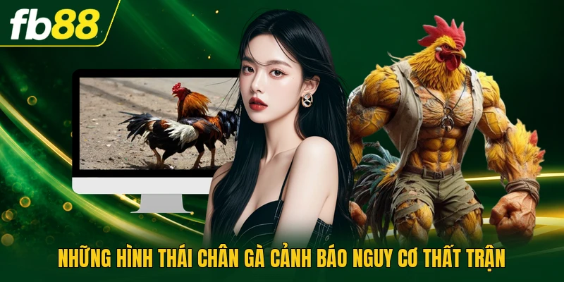 Những hình thái chân gà cảnh báo nguy cơ thất trận
